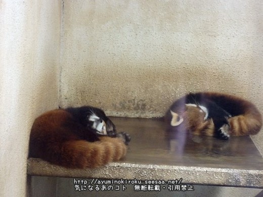 市川市動植物園 薔薇とレッサーパンダと動物たち 流しカワウソもあるよ 気になるあのコト